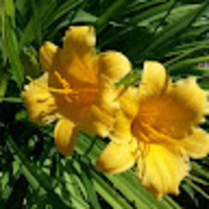 Meet your Posher, Bobbie